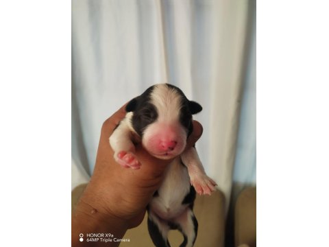 A Kalite Sağlıklı Safkan Border Collie Bebekler