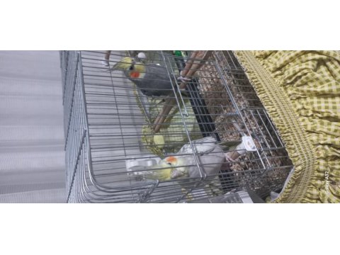 Çift Sultan Papağanı