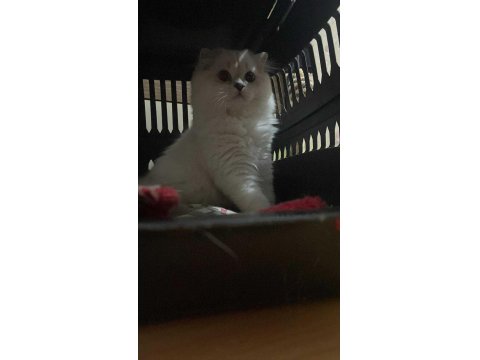 British Ahiretliklerim