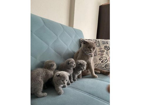 Orjinal Safkan Scottish Fold