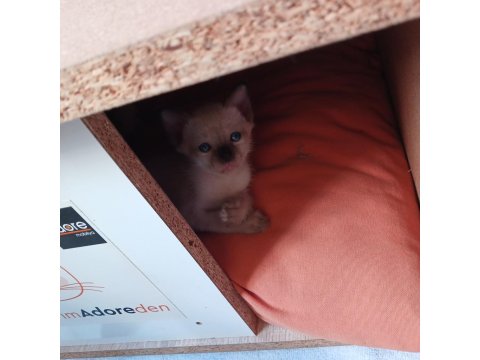 Siyam Kedisi Yavrular