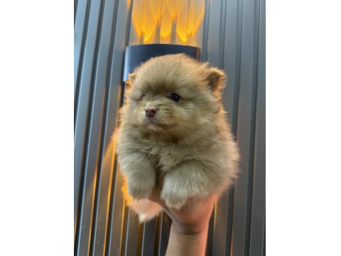 Şeker Pomeranian Bebeklerimiz