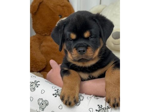 Sağlık Ve Irk Garantili Rottweiler Köpekler