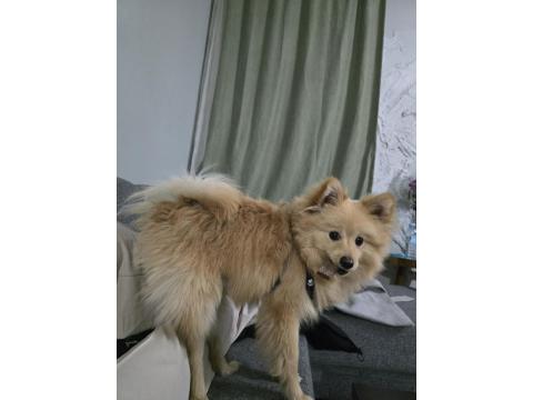 Pomeranian Spitz Köpeğimiz