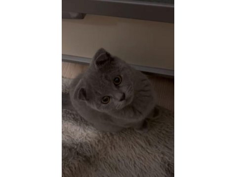 Scottish Fold Erkek 2 Aylık