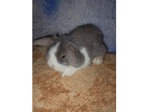 Teddy Lop Tavşanı Yavrular