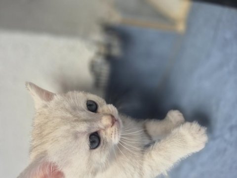 Birinin Yavrularım 3 Erkek 1Dişi