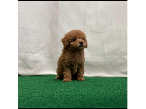 Toy Poodle Yavruları