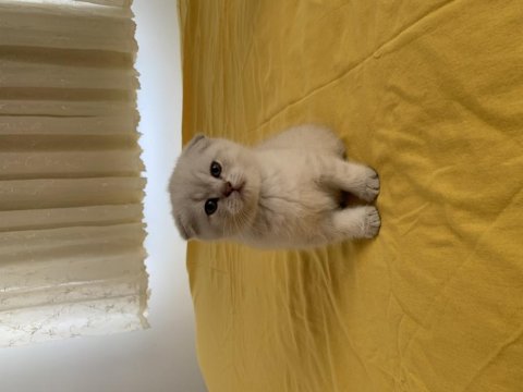 45 Günlük A Kalite Scottish Fold Yavrular