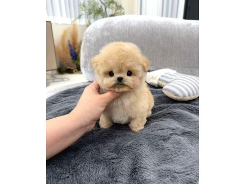 Toy Poodle 2 Aylık Yavrularım