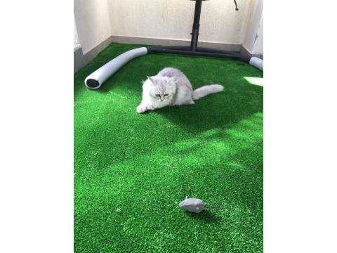 Sahibinden British Longhair Erkek Kedi