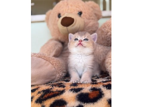 Safkan British Shorthair Golden Point Yavrular