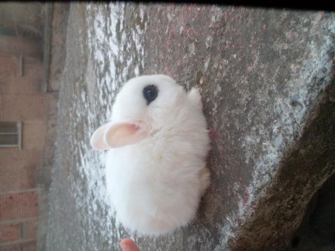 Saf Kan Hollanda (Cüce Hot Hot)