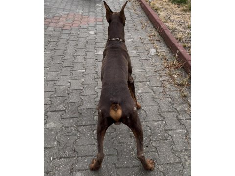 Temel İtaat Eğitimli Doberman