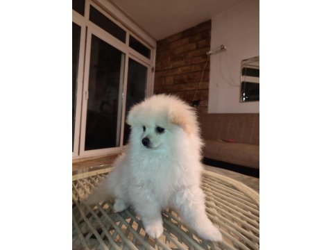 Yavru Pomeranian Köpeğimiz