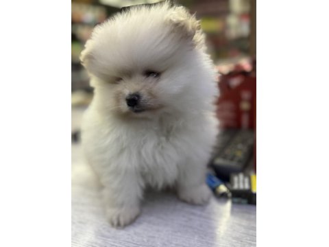 2,5 Aylık Pomeranian Boo