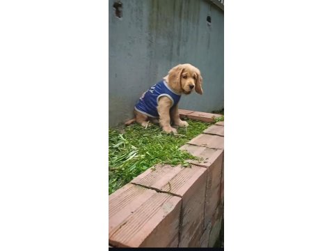 A Kalite Amerikan Cocker