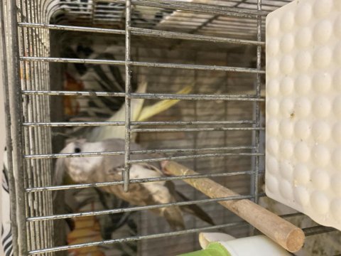 Yumurtalı Çift Sultan Papağanı