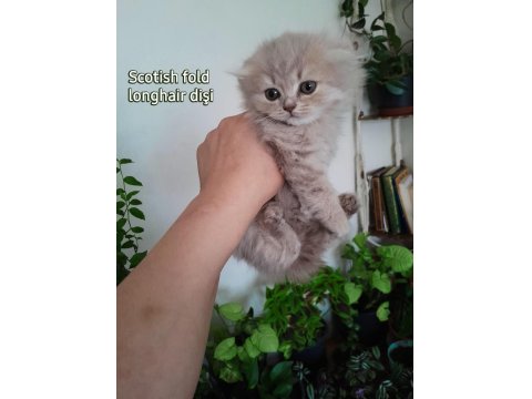 Scottish Fold Ve Scottish Straight