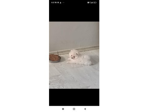 Pomeranian Boo Ayı Surat Yavrular
