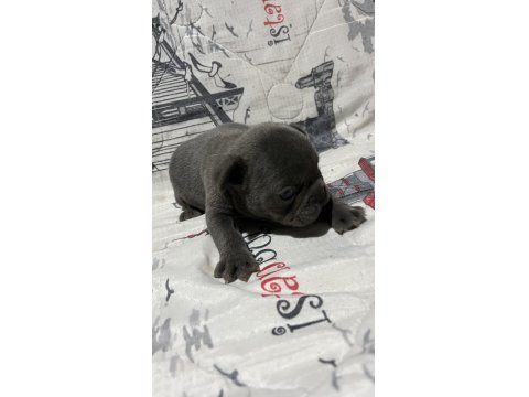 Harika Fransız Bulldog Bebekler