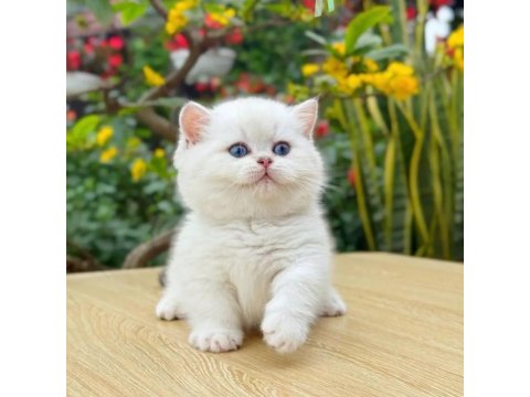 Muhteşem Güzellikte Topaç Kafa British Bebeklerim