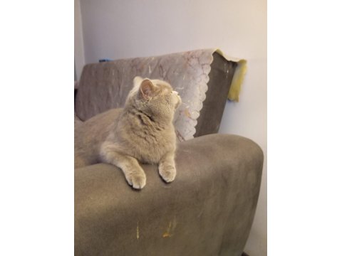 Dişi British Shorthair 11 Aylık