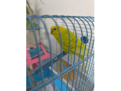 Konuşan Muhabbet Kuşu Çift Mükemmel İkili