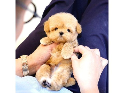 Maltipoo Köpeklerim