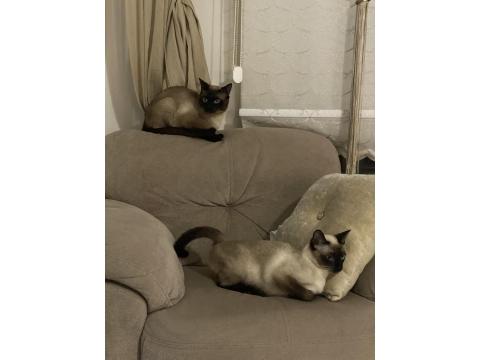 Yavru Siyam Kedileri Son 2 Dişi