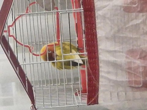 5 Aylık Konuşan Cennet Papağanı Tam Takım Eşyalarıyla