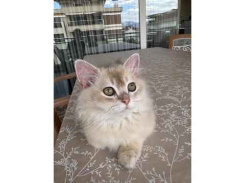 British Longhair Ay11 Erkek Yavrumuza Yuva Arıyoruz