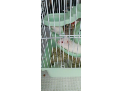 Albino Yavru Hamsterler