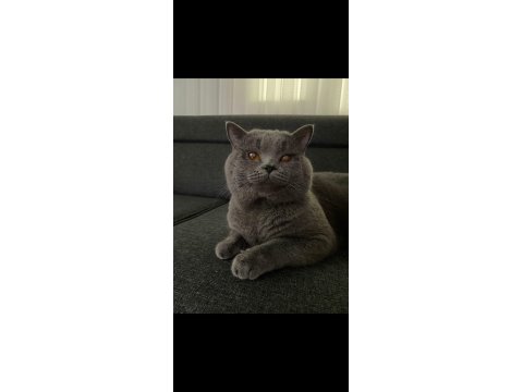 Safkan British Shorthair