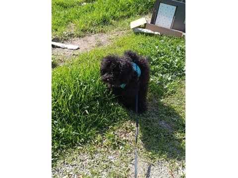 6 Aylık Siyah Toy Poodle