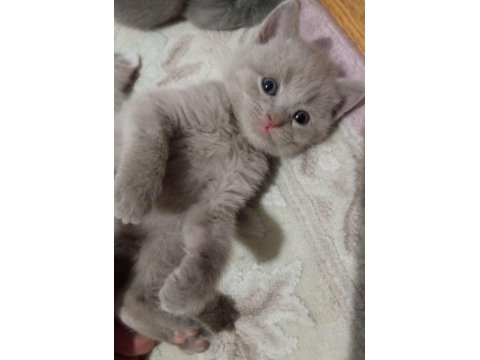 Renk Renk Erkek Ve Dişi British Shorthair Bebekleri