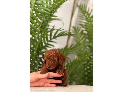 Toy Poodle 2,5 Aylık Yavrular