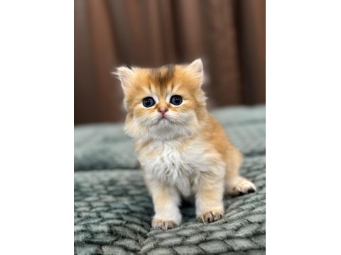 British Longhair / Shorthair & Golden Point