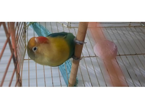 Aile Evinden Yavru Cennet Papağanı