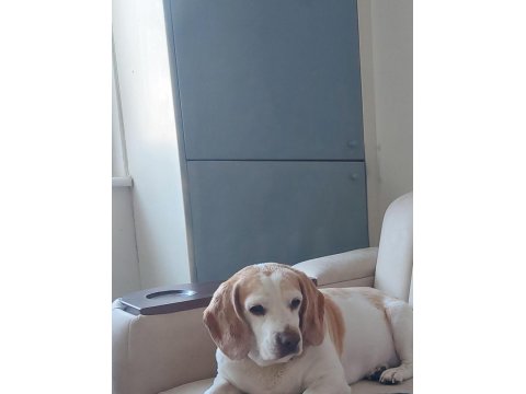 3 Yaşında Dişi Kısırlaştırılmış Beagle