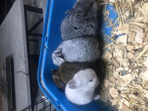 Safkan Hollanda Cüceleri Tavşanlar