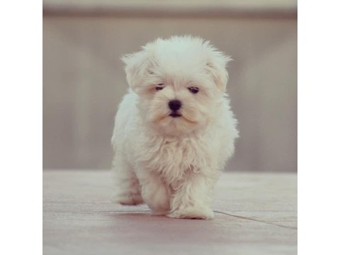 Dünya Tatlısı Maltese Yavruları