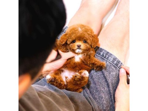 Toy Poodle Cins Yavrularım