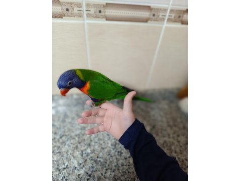 İlgi Bağımlısı Lori Papağanı