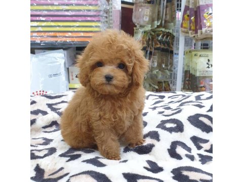 Toy Poodle Köpeği Yavruları