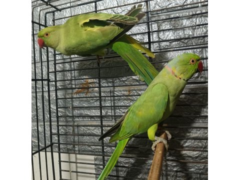 Takım Kapalı Bilezik Pakistan Papağanları