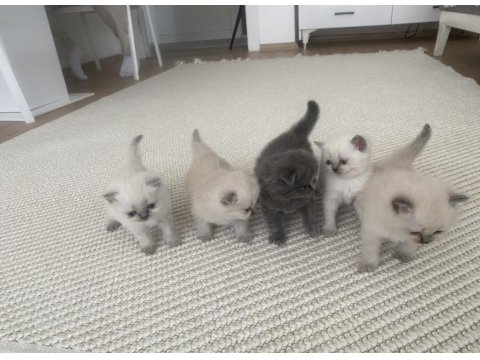 British/Scottish Yavrularımıza Yuva Arıyoruz