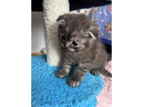 Gri Scottish Fold Erkek