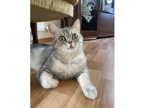 Dişi British Shorthair Kızımıza Yuva