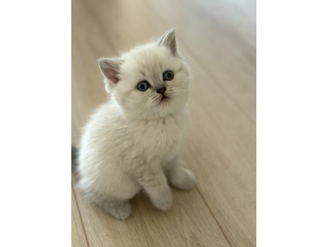 British Shorthair Yavrularımız